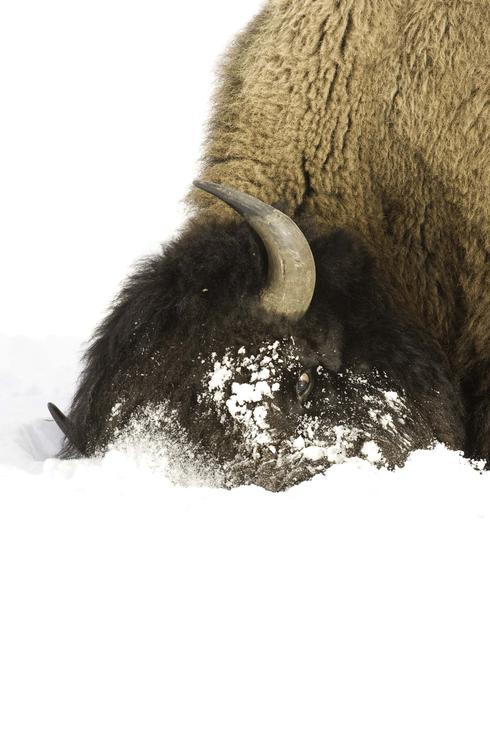 How bison survive winter in the Northern Great Plains | Stories | WWF