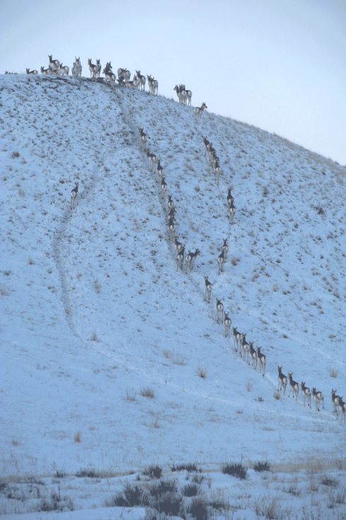 pronghorn on hill