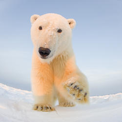 Polar bear