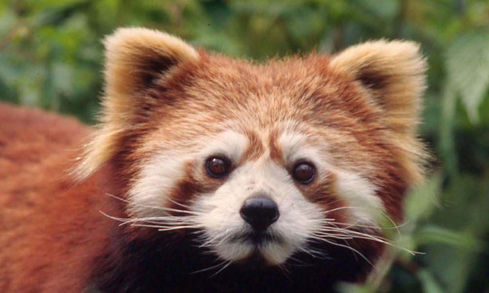 Red panda