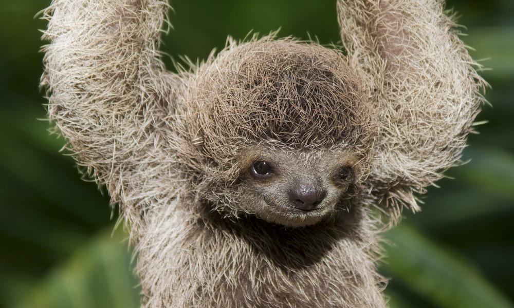 baby sloth hanging