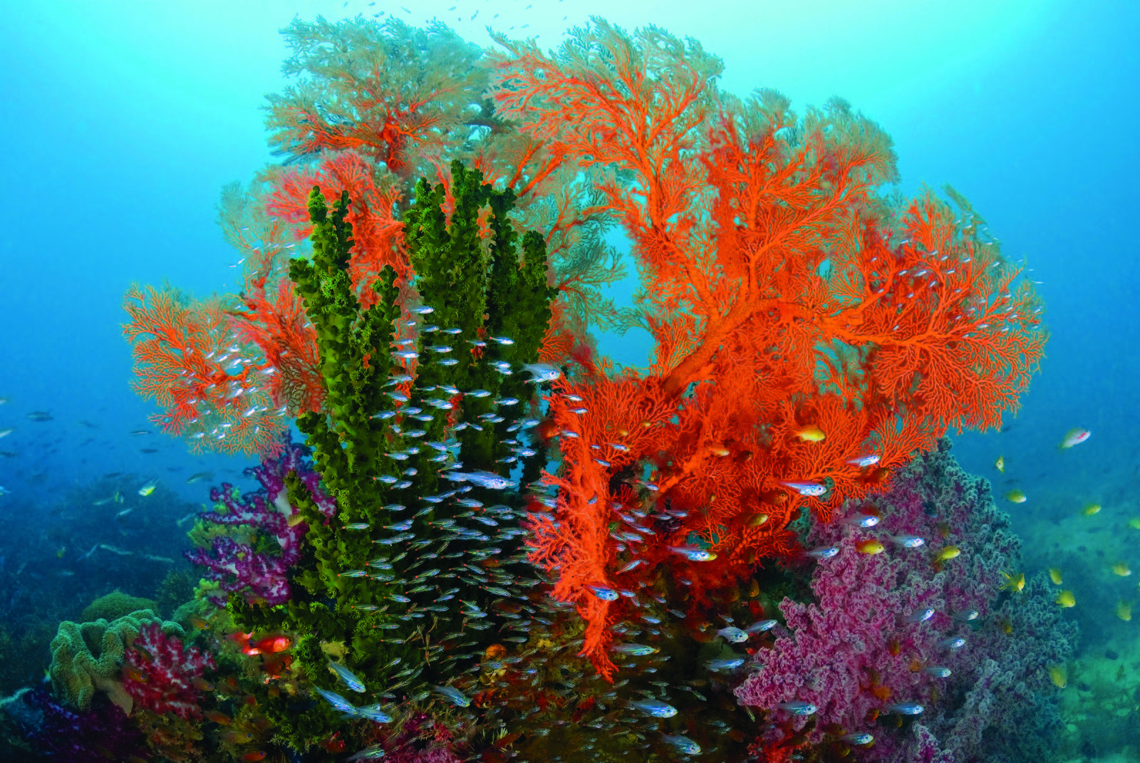 Marine Scientists Quantify Life Under The Sea Magazine Articles Wwf