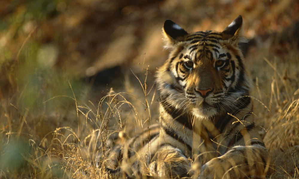 Tigre de bengala india