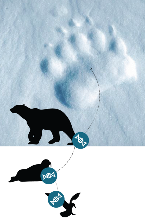 High-Tech DNA Analysis Offers Non-Invasive Solution For Polar Bear