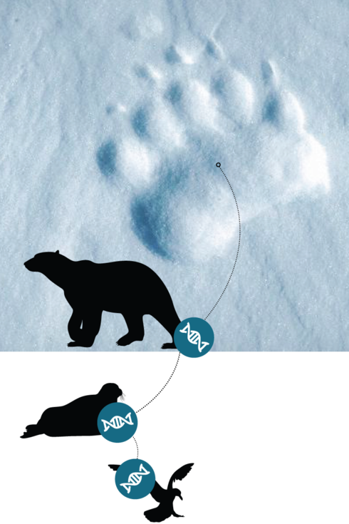 Graphic of extracting DNA from a footprint