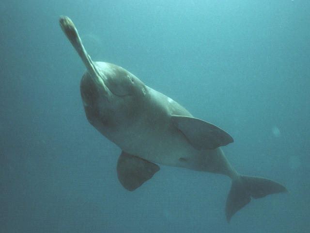 Ganges River Dolphin Diet And Habitat