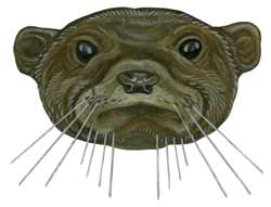 Smooth-coated otter illustration