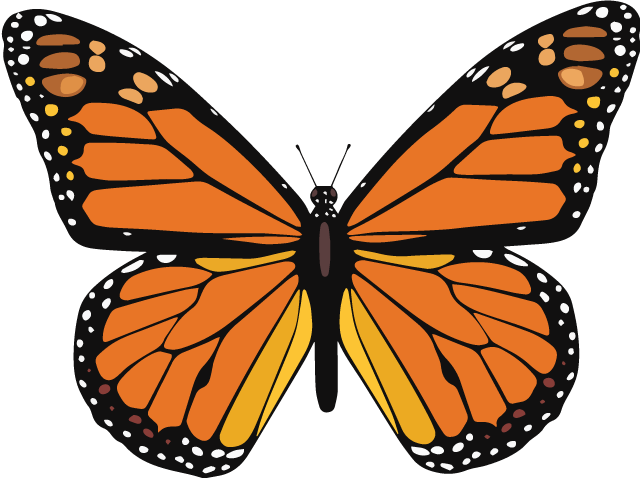 Image result for butterfly monarch
