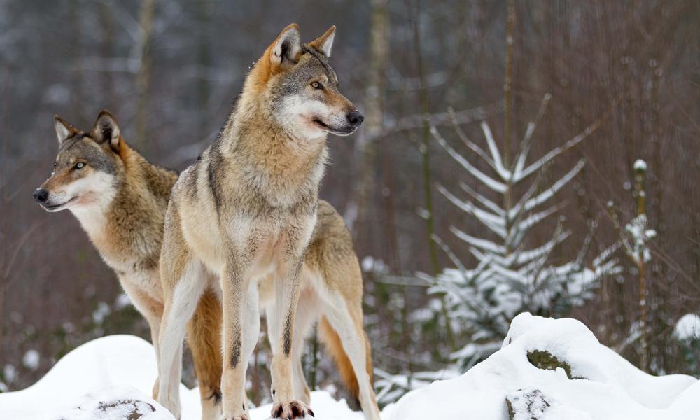 Wolves_Mate for Life Photos WWF