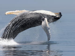 Bowhead Whale | Species | WWF