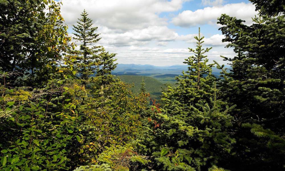 Domtar and WWF Projects WWF