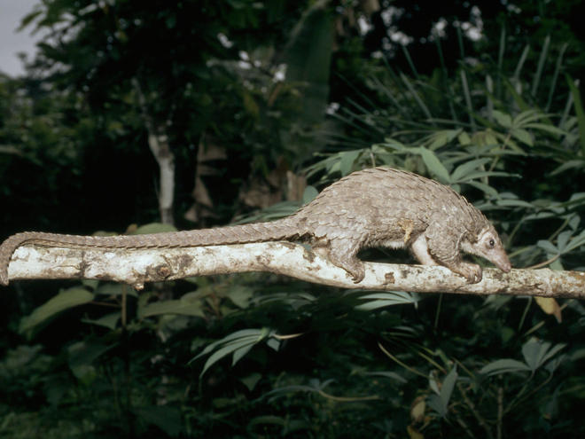 Pangolin | Species | WWF