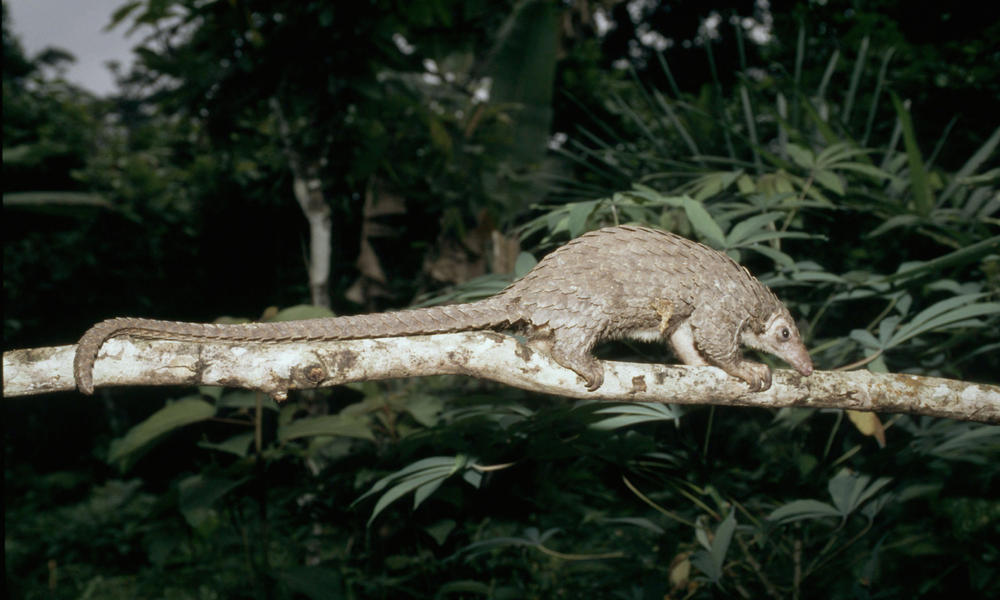 pangolin on branch