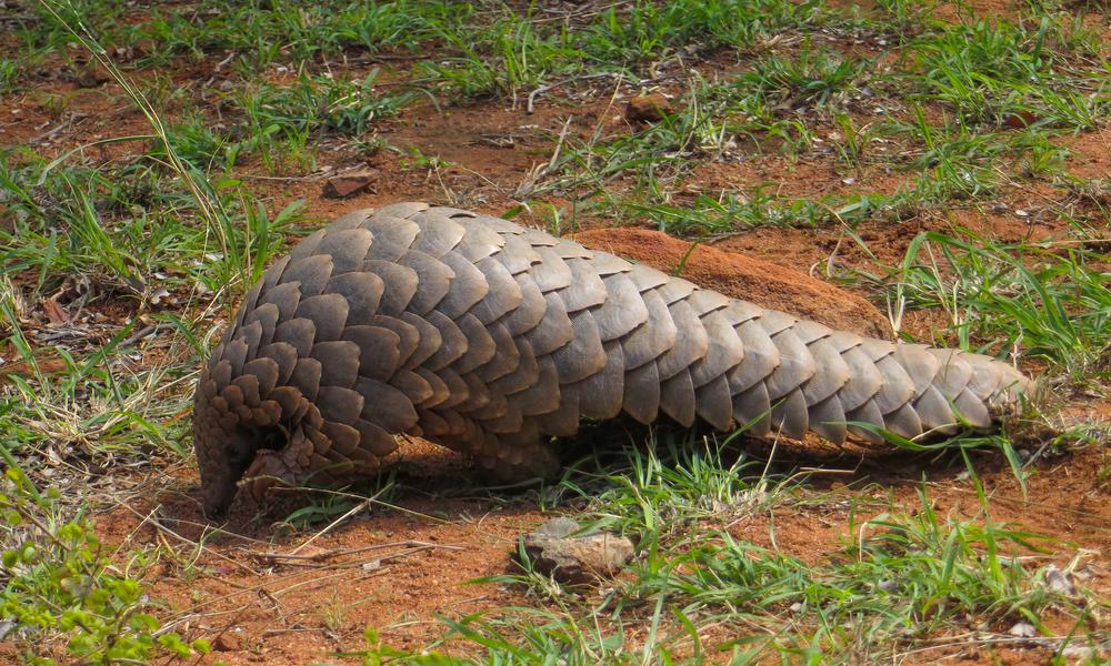 wild republic pangolin