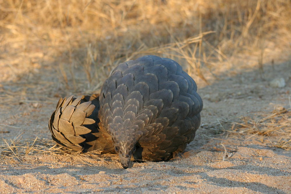 pangolin curled up in defense