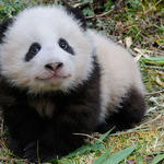 Panda cub