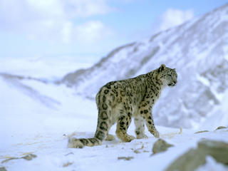 Snow leopard