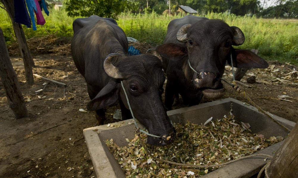 Eastern Himalayas Habitat Loss
