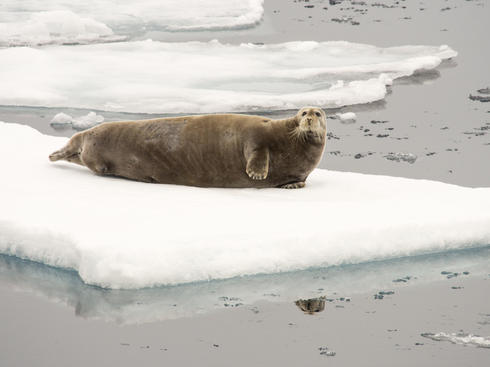 bearded seal on ice