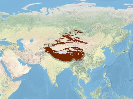 Snow leopard range map