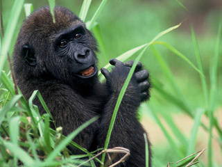 western lowland gorilla