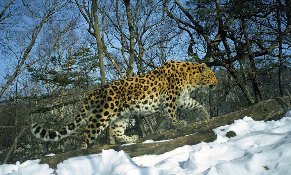 Amur leopard hero photo 1
