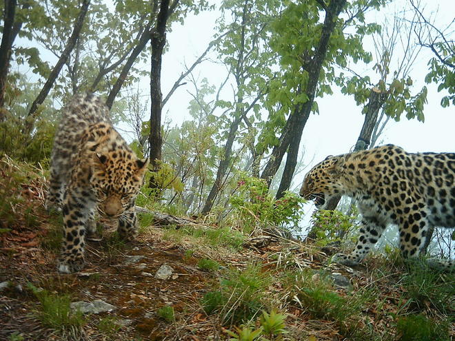 Amur Leopard  Species  Wwf-1341