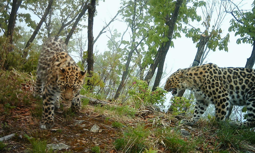 How Fast Are Amur Leopards And 9 Other Amur Leopard Facts