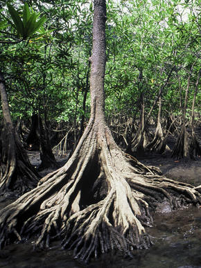 Red Mangrove