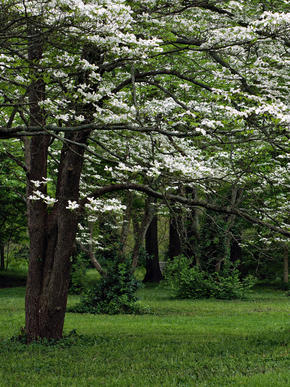 Flowering Dogwood