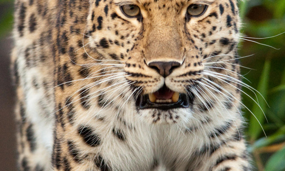 Amur Leopard