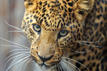 Amur leopard 87883936