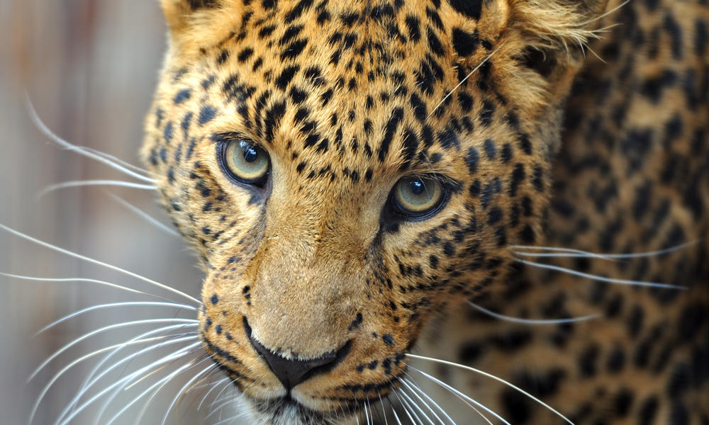 Image result for amur leopards