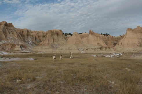 Bighorn sheep in Pine Ridge Reservation