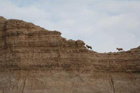 Bighorn sheep in Pine Ridge Reservation