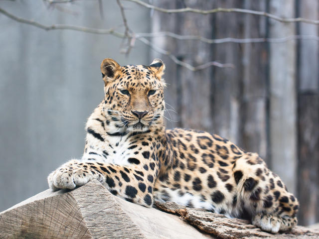 Resultado de imagem para amur leopard