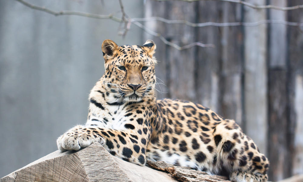 how-fast-are-amur-leopards-and-9-other-amur-leopard-facts-stories-wwf