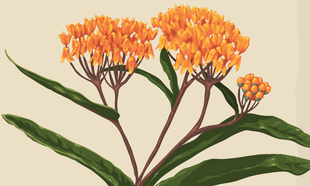 Monarch Butterfly Plants: How Garden Milkweed Gives Butterflies a Boost