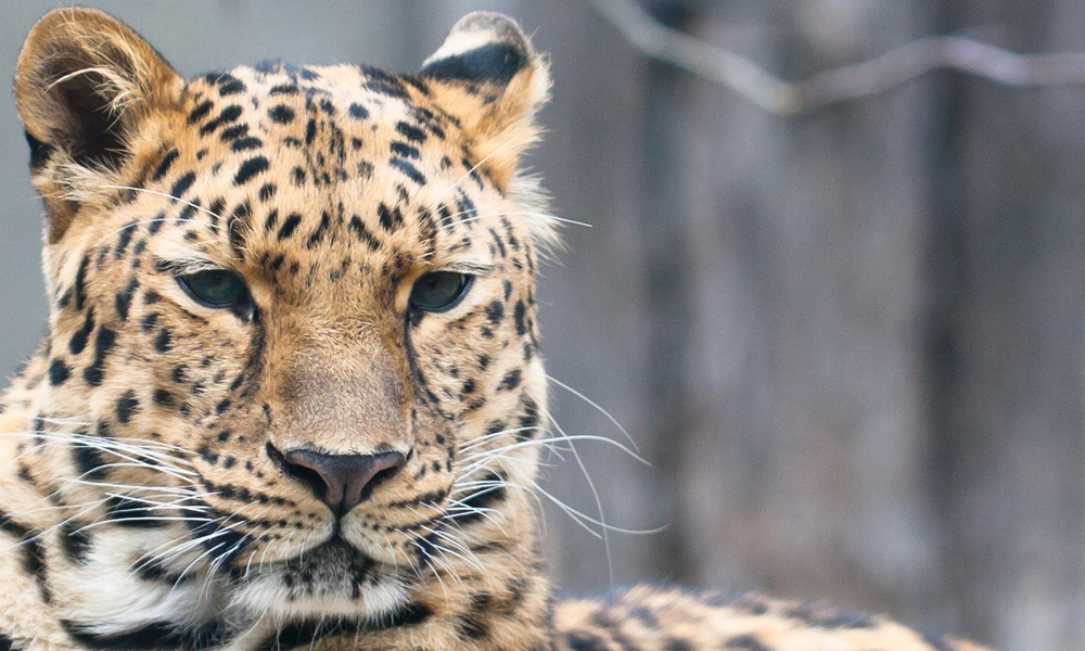 Amur Leopard | Photos | WWF