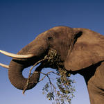 African elephant browsing on bush