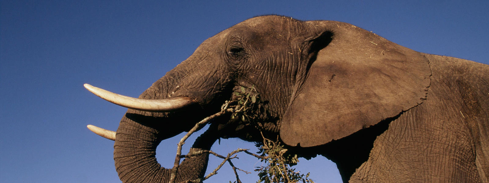 Nieuw African Elephant | Species | WWF LW-52