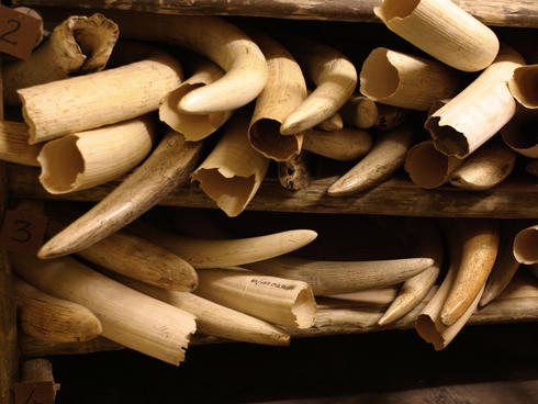 African Elephant Confiscating Conflict ivory