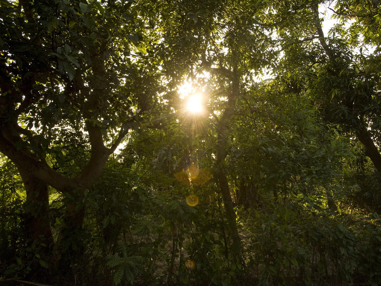 Nepal forest