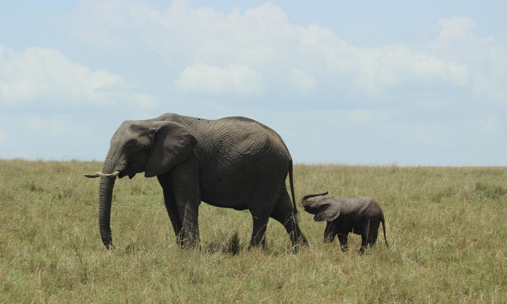 elephants and mom