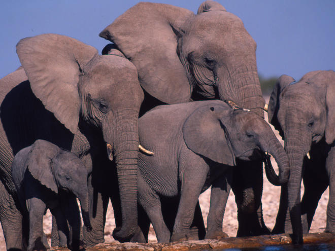 Verwonderlijk African Elephant | Species | WWF IK-19