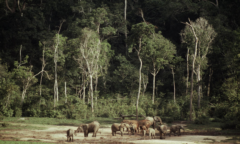 Congo Basin Deforestation Photos WWF congo-basin-deforestation-photos-wwf