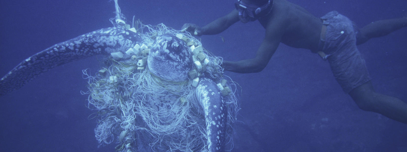 Resultado de imagem para bycatch turtle