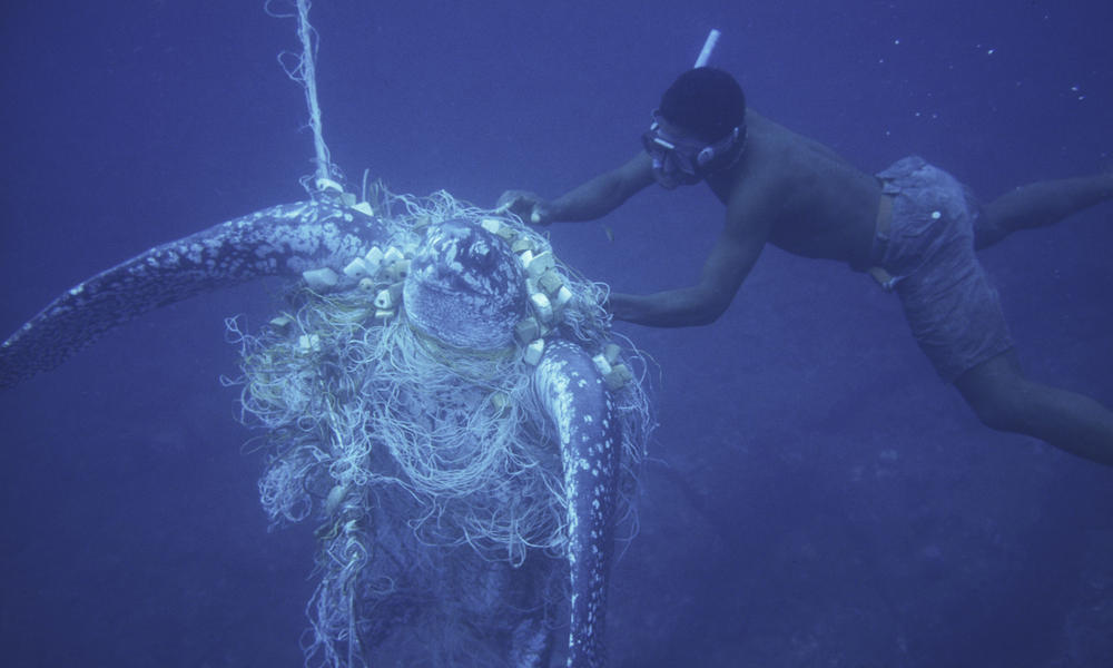 Endangered Species Leatherback Sea Turtle