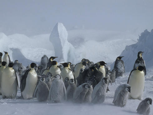 Emperor Penguins and chicks