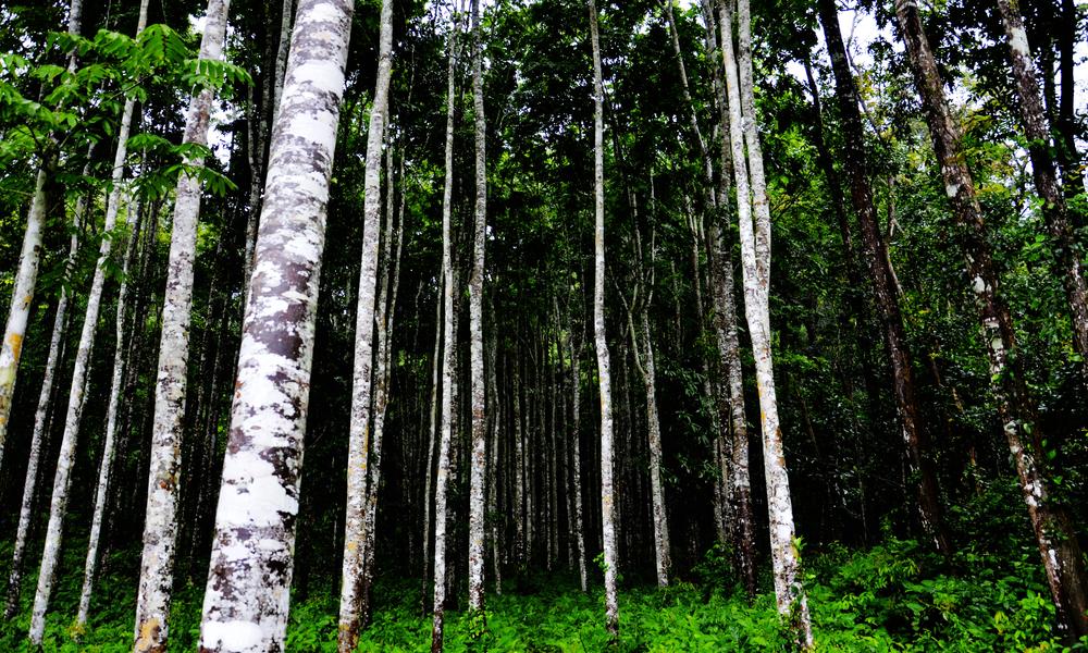 forest in China